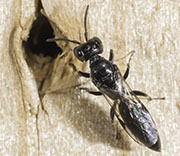 Flying Insects